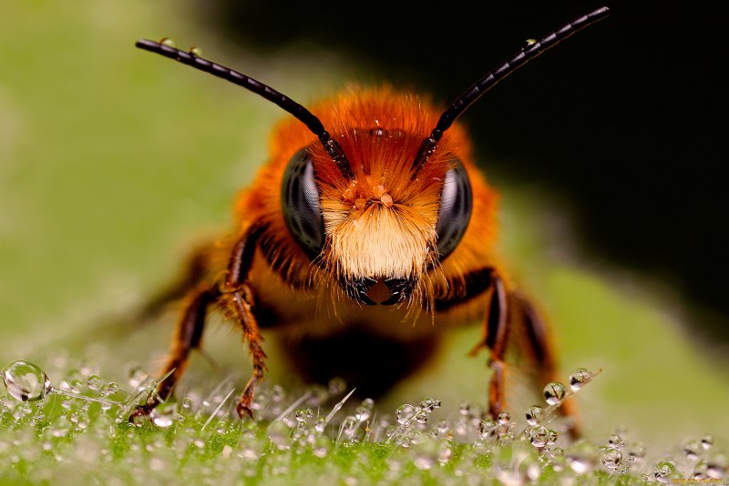 Bombus ruderatus