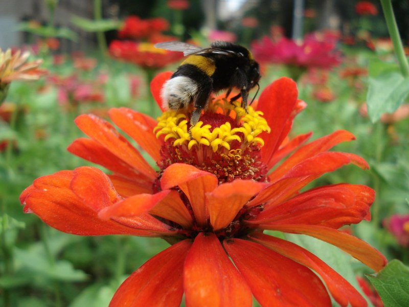 Шмель Bombus pascuorum