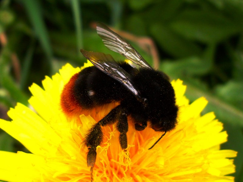 Шмель Моховой – Bombus muscorum (Fabricius, 1775).
