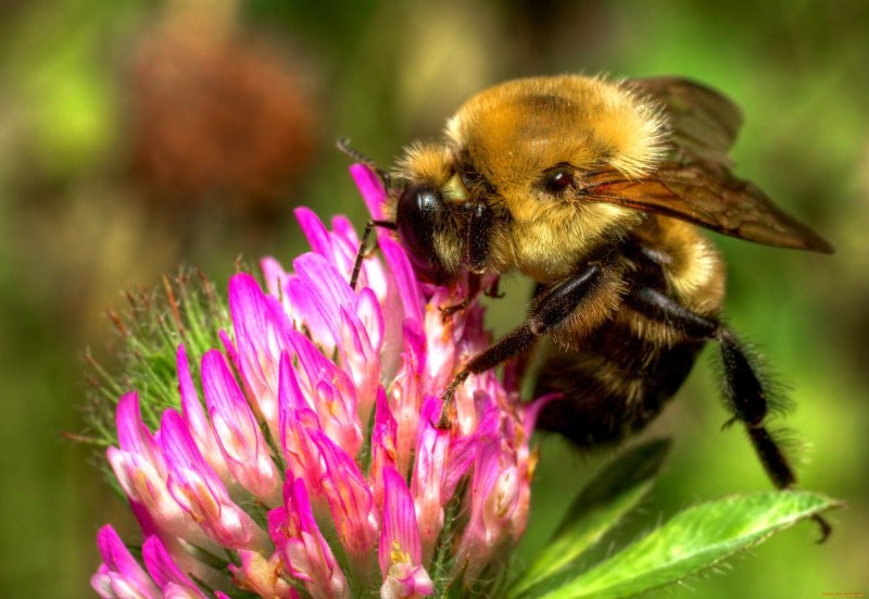 Bombus lucorum - Норовой Шмель