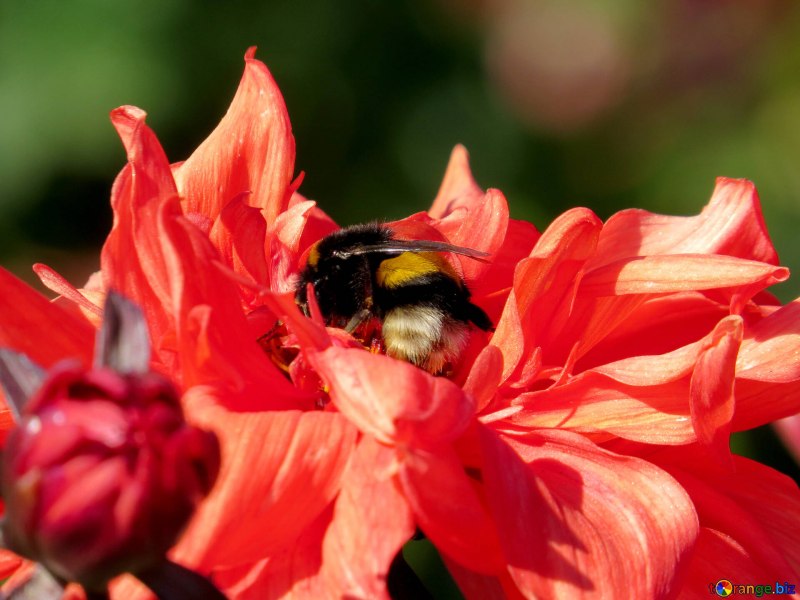 Пчела-плотник обыкновенная (Xylocopa Valga)