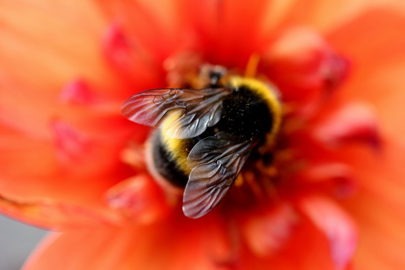 Степной Шмель Bombus fragrans