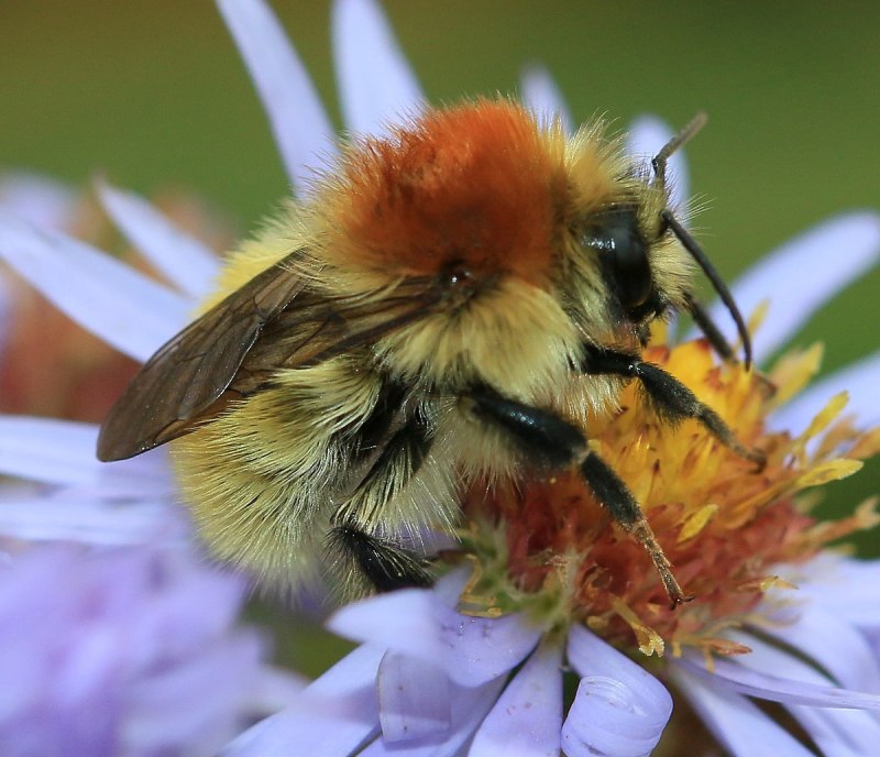 Каменный Шмель (Bombus lapidarius)