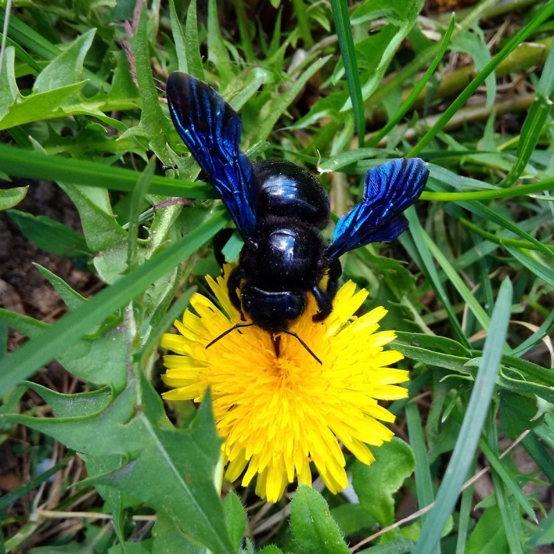 Шмель армянский - Bombus armeniacus