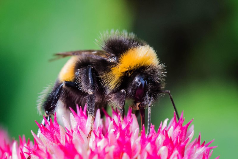 Шмель армянский - Bombus armeniacus