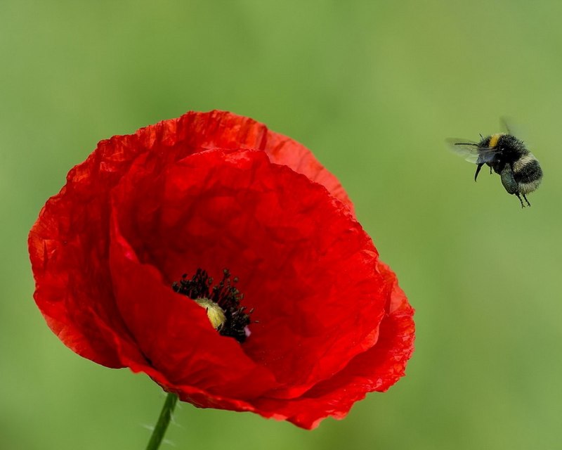 Шмель Моховой – Bombus muscorum (Fabricius, 1775).