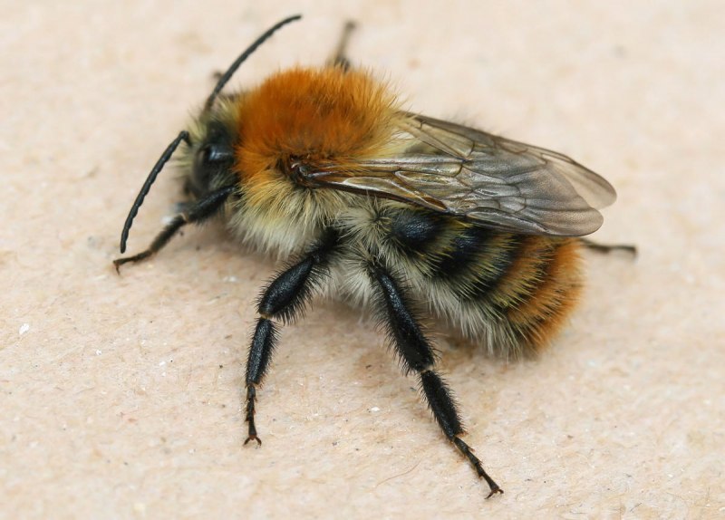 Шмель Моховой – Bombus muscorum