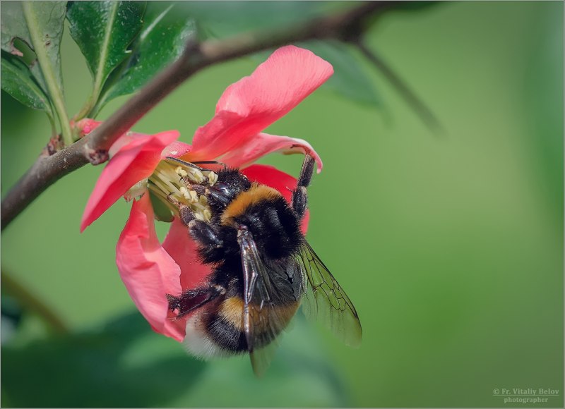Шмель Степной – Bombus fragrans Pallas