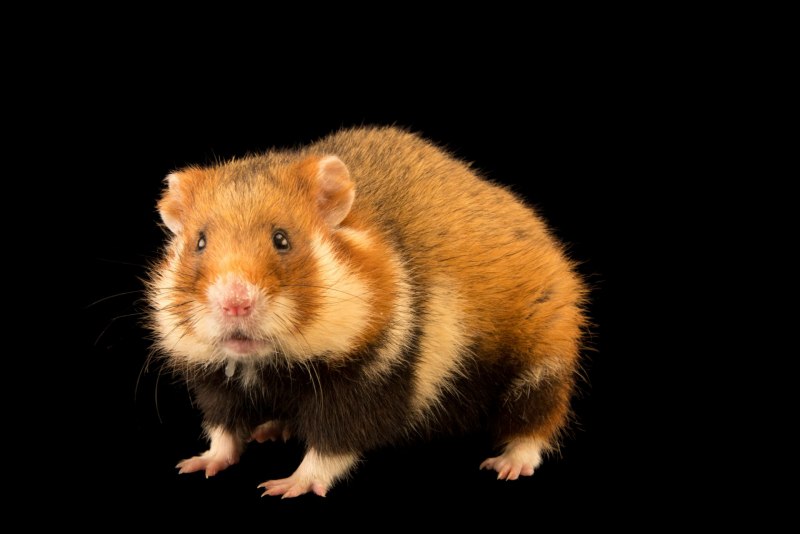 Cricetus Cricetus