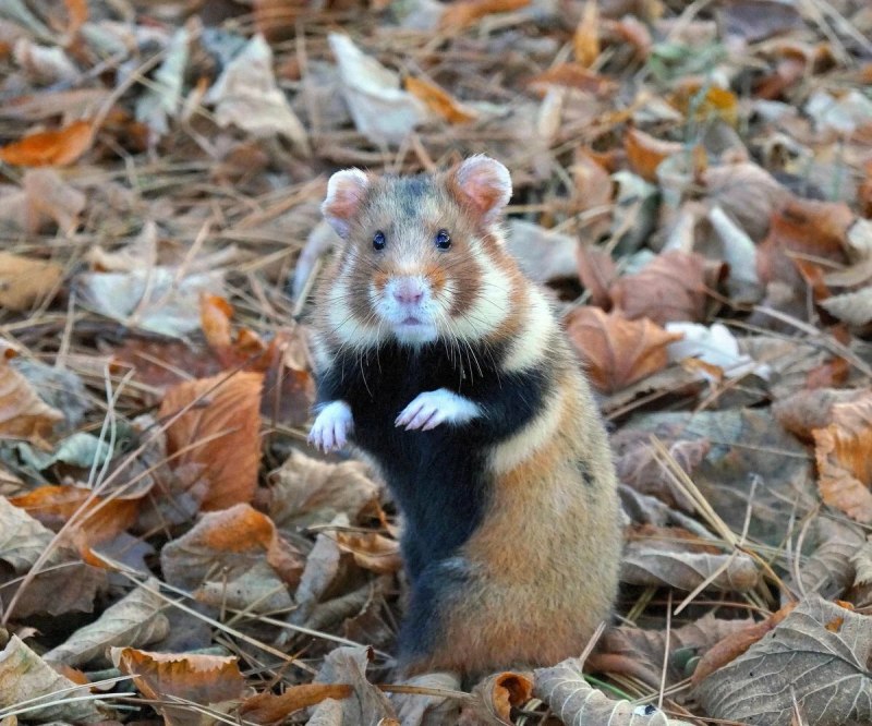 Обыкновенный хомяк Cricetus Cricetus