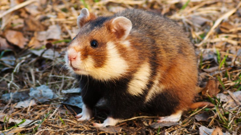 Обыкновенный хомяк Cricetus Cricetus