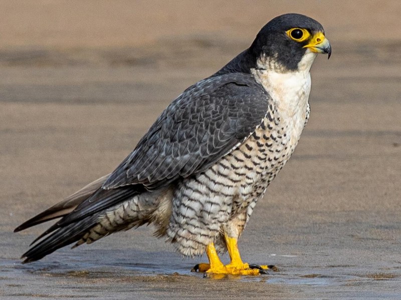 Балобан Falco cherrug