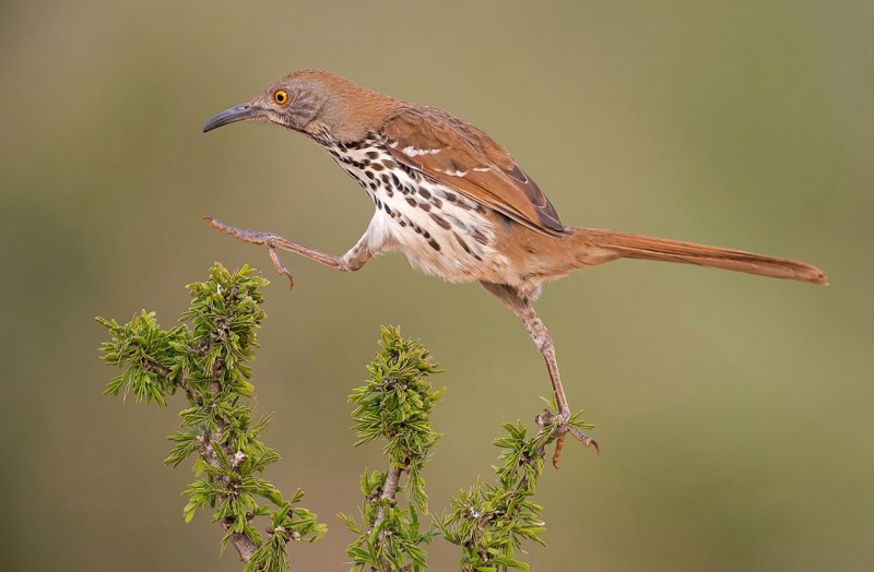 Сапсан Falco peregrinus
