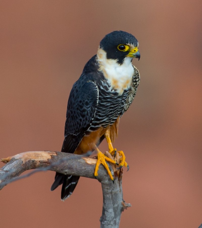 Сапсан Falco peregrinus