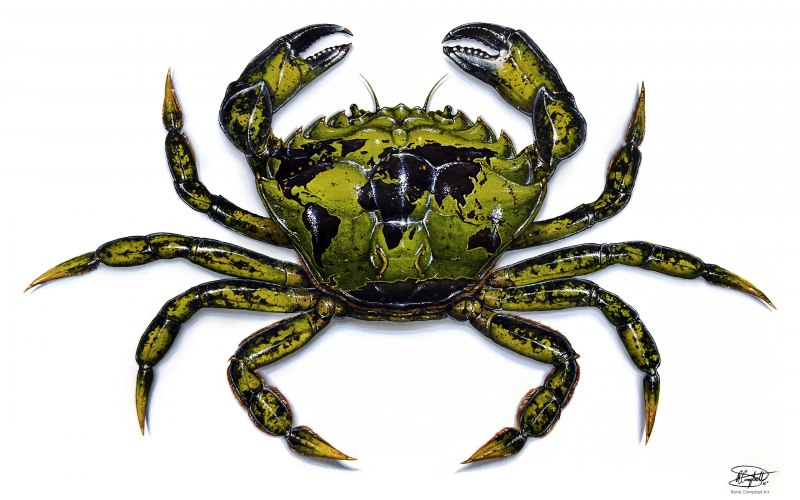 Carcinus Maenas