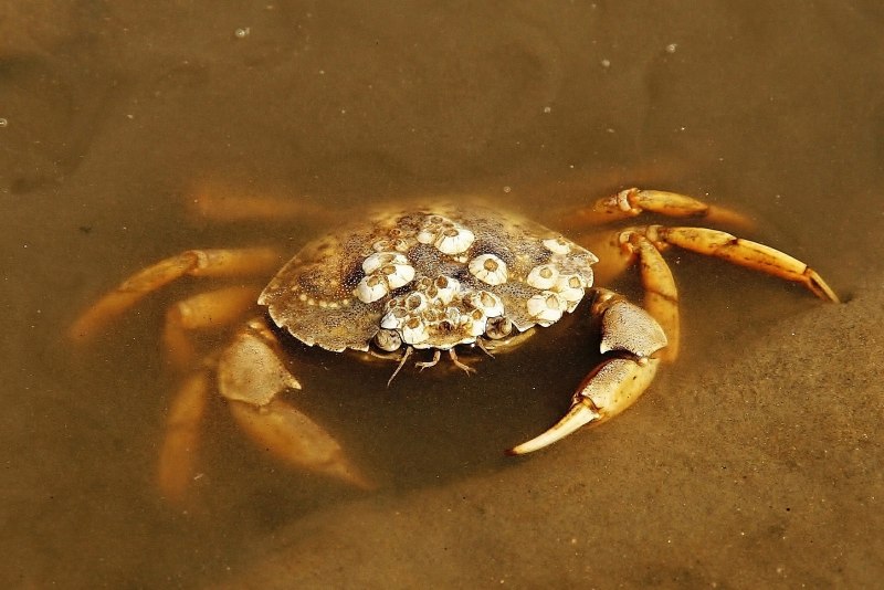 Крабы Балтийского моря
