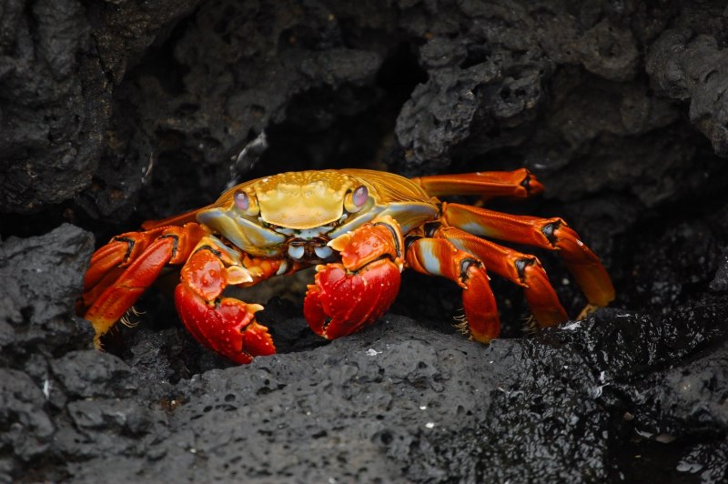 European Green Crabs