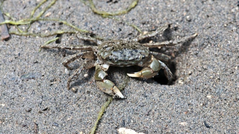 Carcinus Maenas