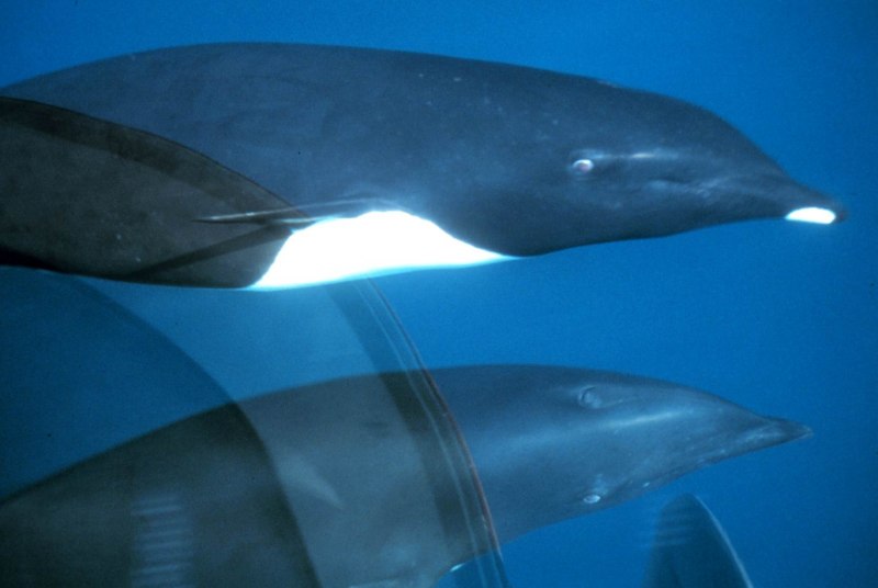 Dolphin Pacific Ocean clip