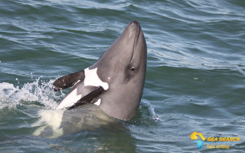 Dolphin OC