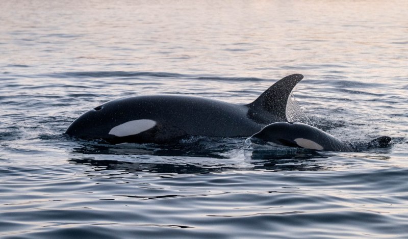 Right Whale Dolphin Lissodelphis китовидный Дельфин