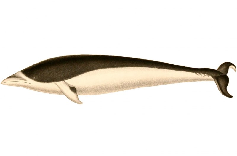 Lissodelphis peronii