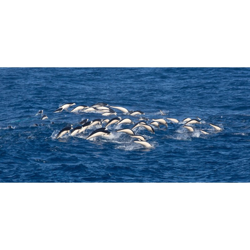 174th AHC "Dolphins and Sharks"