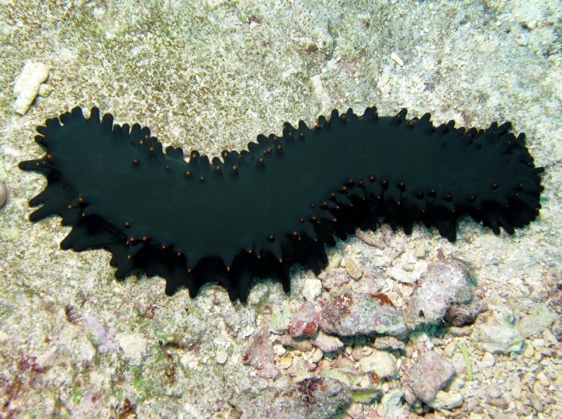 Голотурия морской огурец