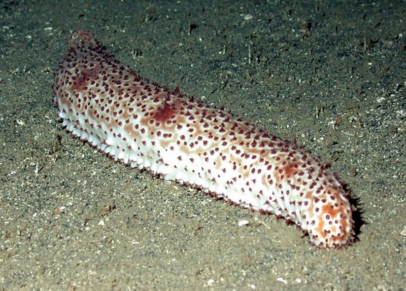 Морские голотурии