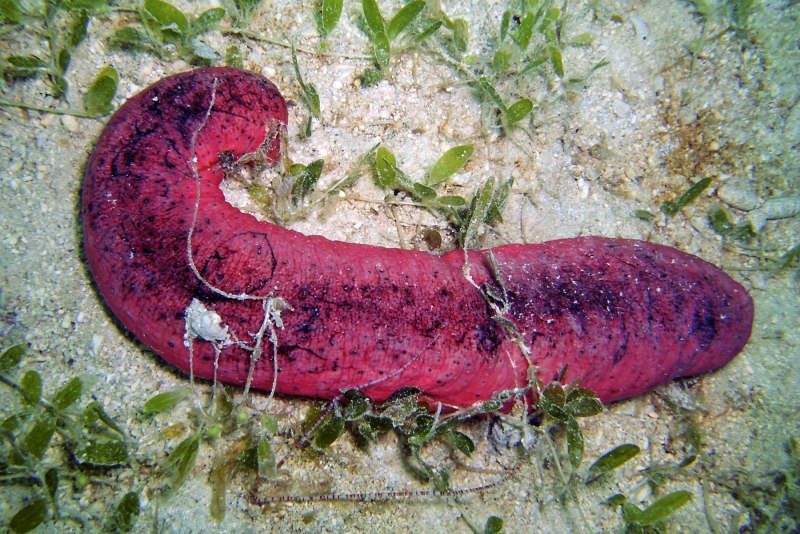 Голотурия морской огурец