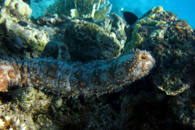Морской огурец Дальневосточного морского заповедника