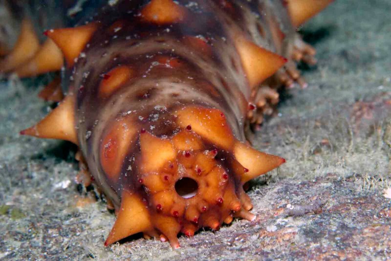 Дальневосточный трепанг (Stichopus japonicus)