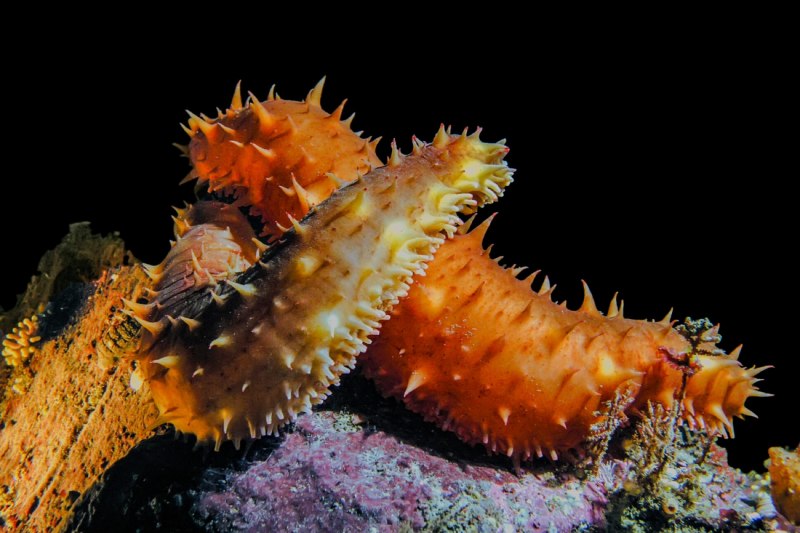 Огурец морской черный (Holothuria atra)