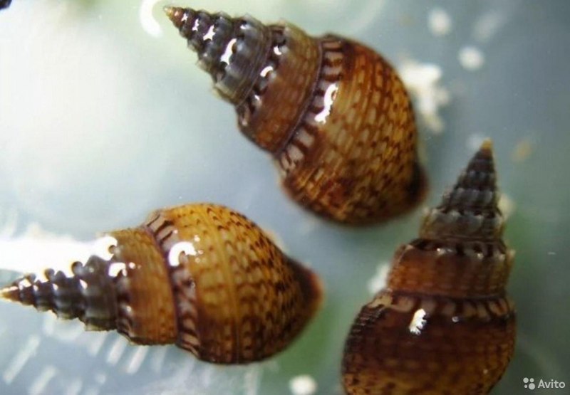 Achatina Fulica