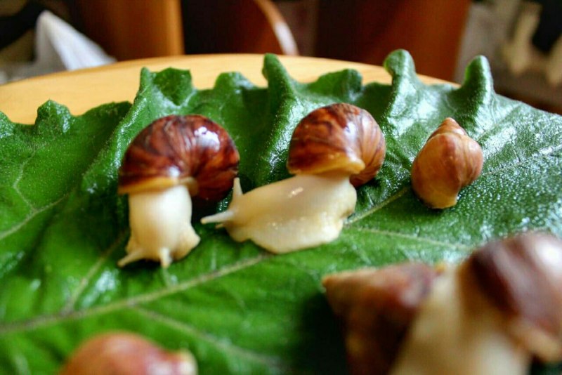 Аквариумные брюхоногие моллюски