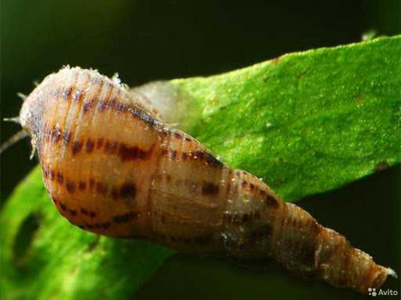 Улитка melanoides tuberculata