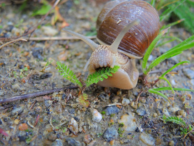 Улитка Mieniplotia scabra