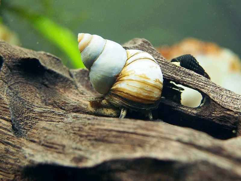 Turkish Land Snails Hartvig