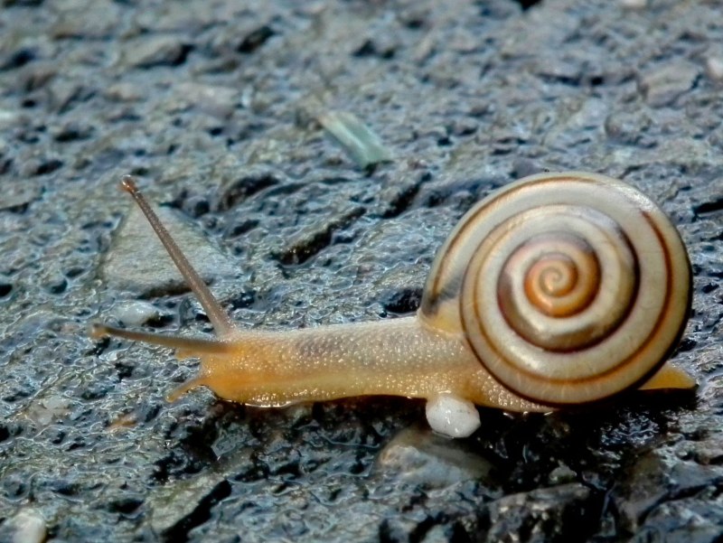 Turkish Land Snails Hartvig