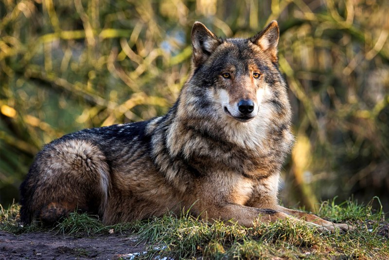Талышский волк (64 фото)
