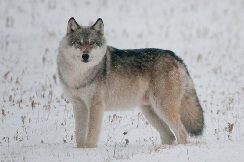 Волк обыкновенный (canis Lupus)