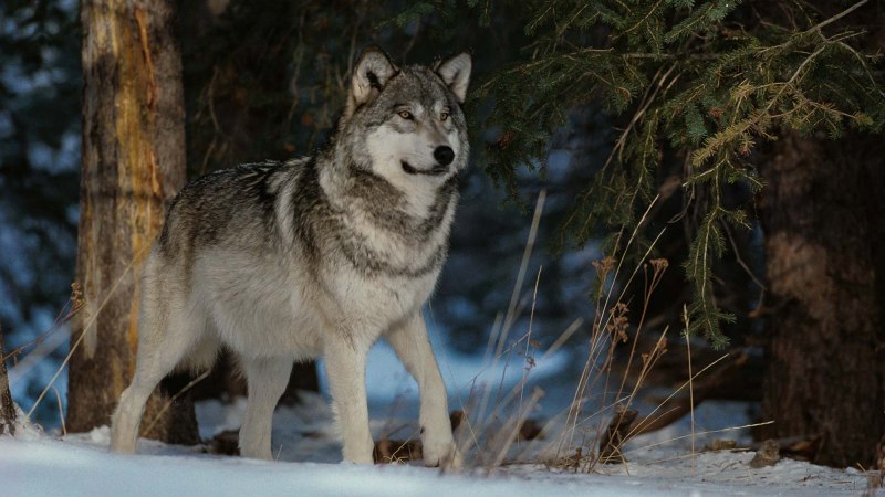 Серый волк canis Lupus