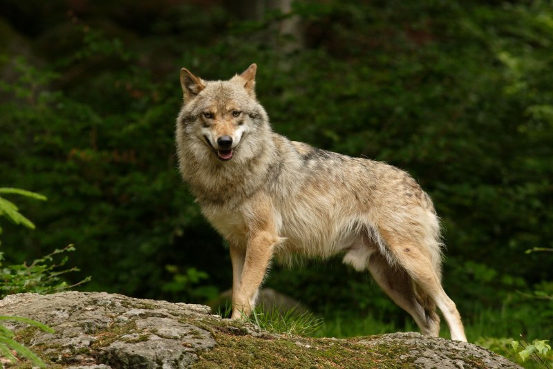 Кенайский волк canis Lupus alces