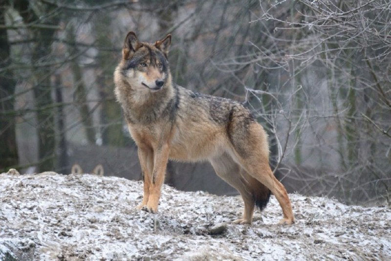 Волк canis Lupus