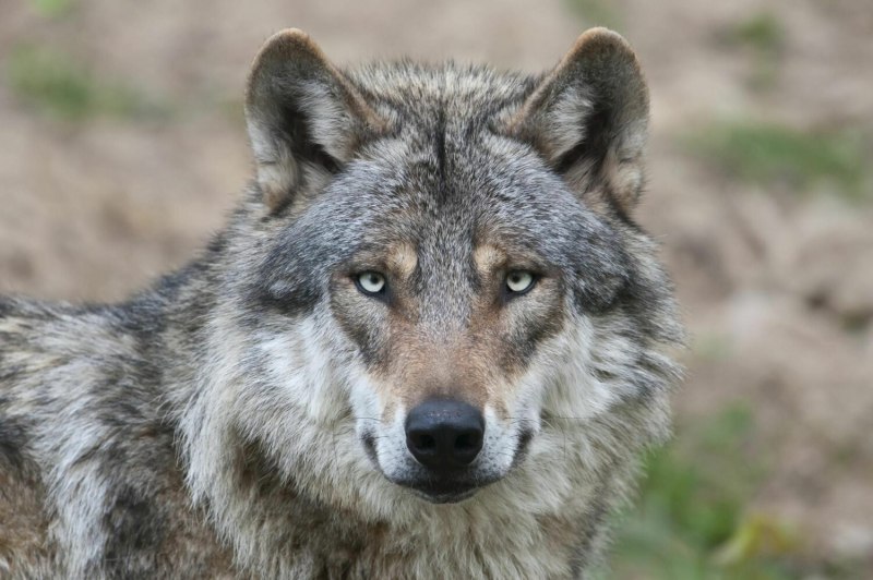 Волк canis Lupus морда