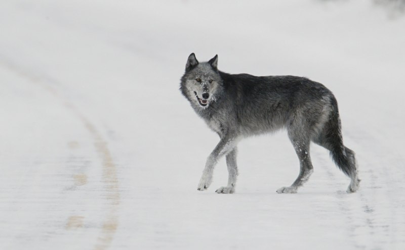 Canis Lupus tundrarum