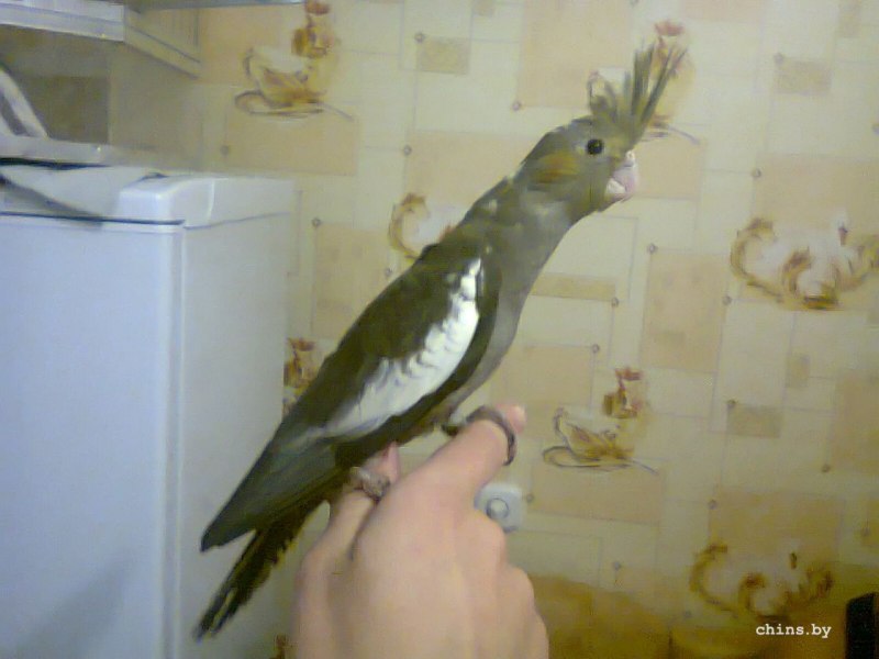 Корелла в природе