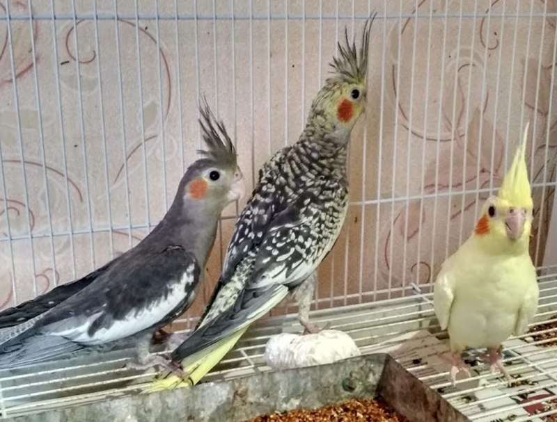 Попугай корелла самец