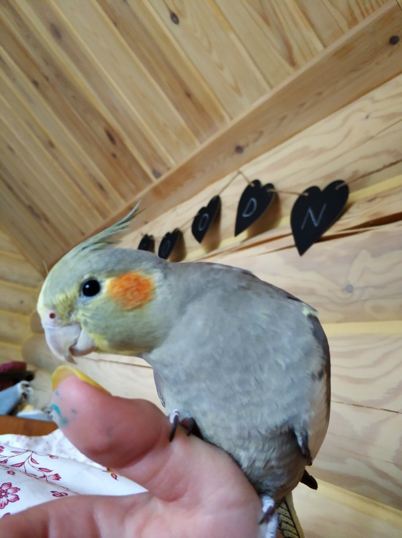 Попугаи кореллы линяют?