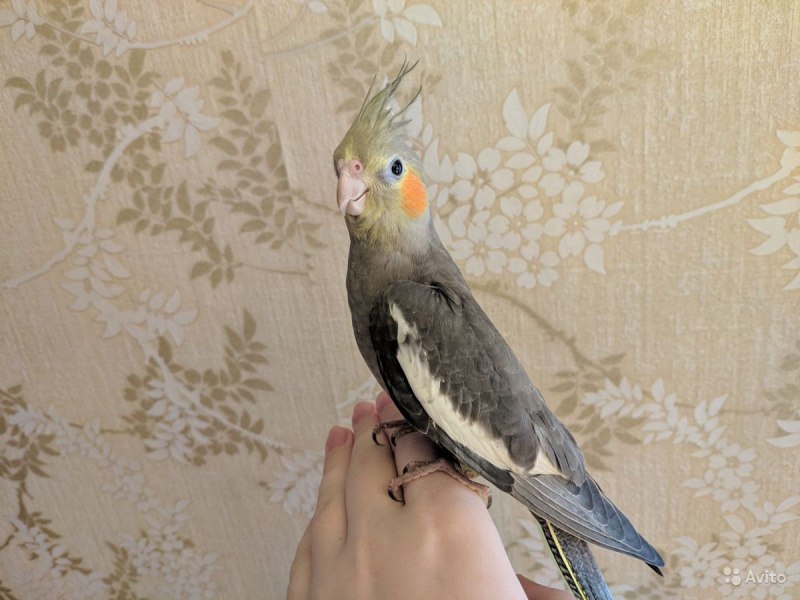 Птенец корелла серый